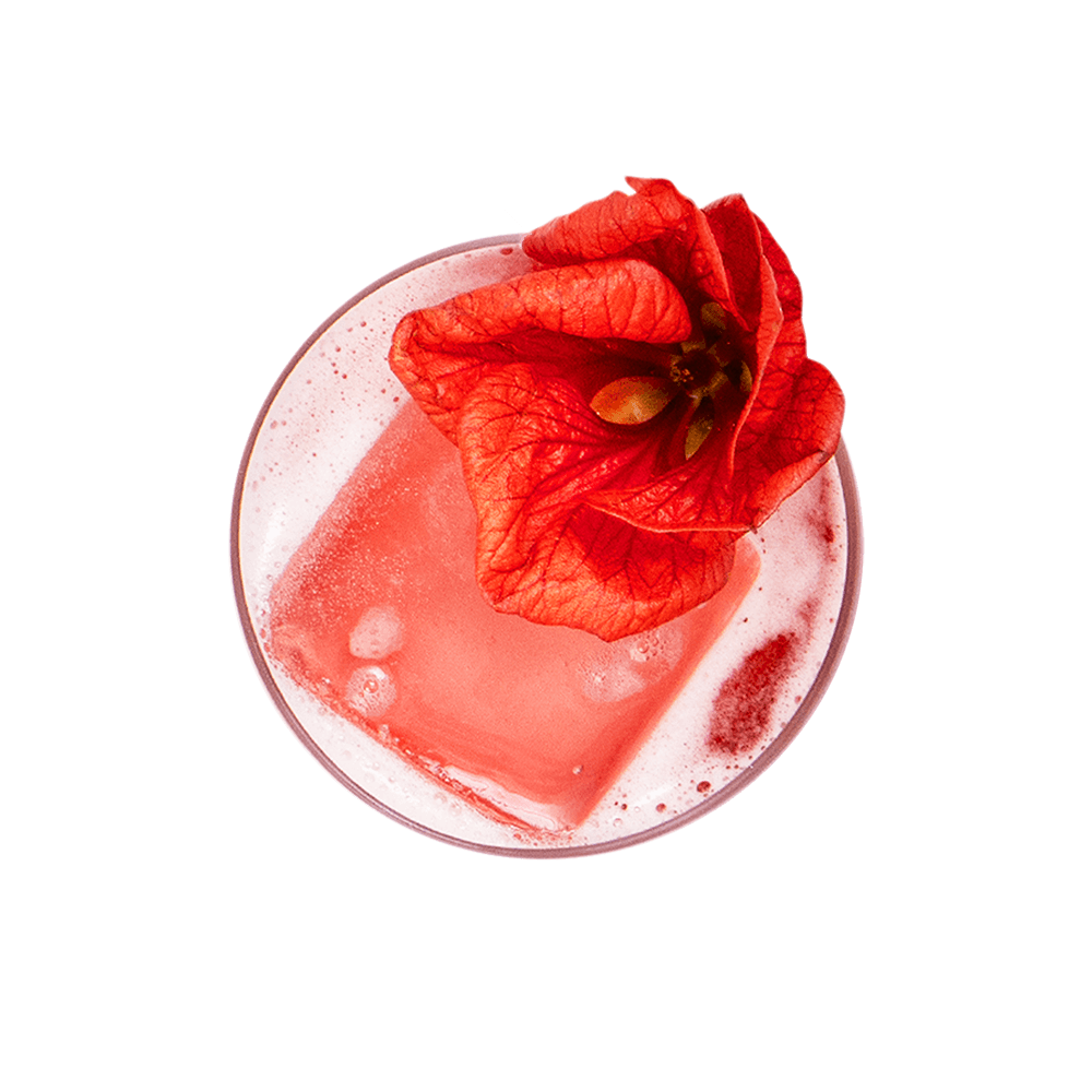 Hibiscus Margarita