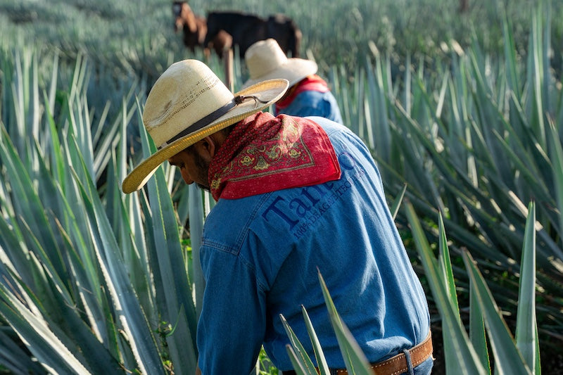 Locally Grown Agave